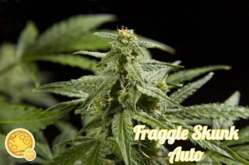 Fraggle Skunk Auto by Philosopher Seeds – Sweet – Auto-Flowering – Resistant to Disease – image 4 – Seed City
