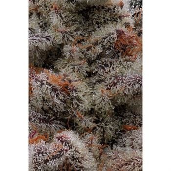 Frosted Fujis cannabis seeds – 50% Indica/50% Sativa – Spicy – 12/12 Photoperiod – image 2 from Seed City