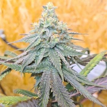 Frozen Rosé cannabis seeds – 12/12 Photoperiod – Outdoor – Guaranteed female plants – image 3 from Seed City