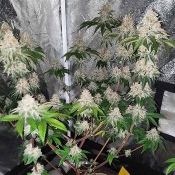 Frozen Rosé from Conscious Genetics