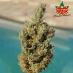 showing Indica Dominant – Guaranteed female plants – Outdoor – image 1 – Seed City