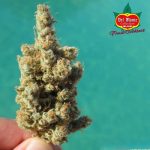 Fruit Cocktail by Ultra Genetics – Guaranteed female plants – 12/12 Photoperiod – Sweet – image 2 – Seed City