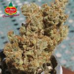 Fruit Cocktail from Ultra Genetics