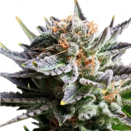 Fruit Spirit by Royal Queen Seeds – Sweet – Sativa-leaning – Beginning of October – image 2 – Seed City