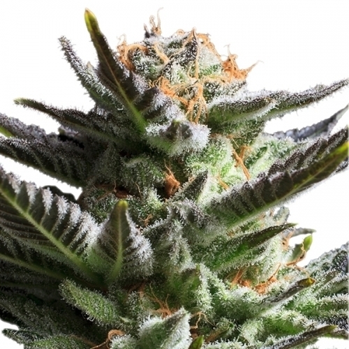 Fruit Spirit from Royal Queen Seeds