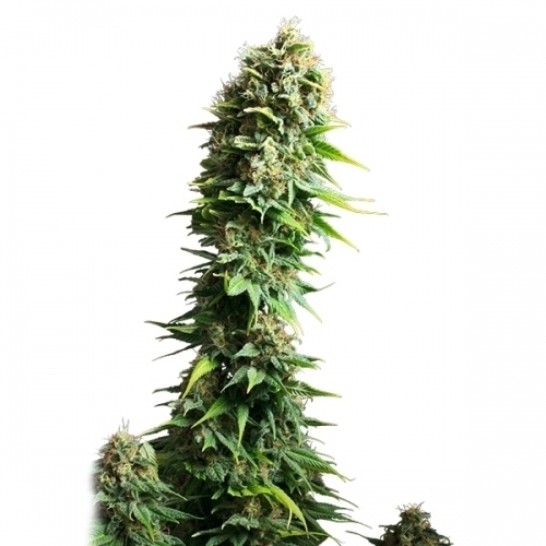 showing Outdoor cultivation – Sativa-leaning – Super Strength – image 3 – Seed City