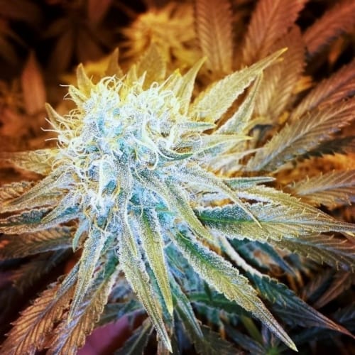 G13 Haze cannabis seeds – Creative – Female seeds – Super Strength – image 3 from Seed City