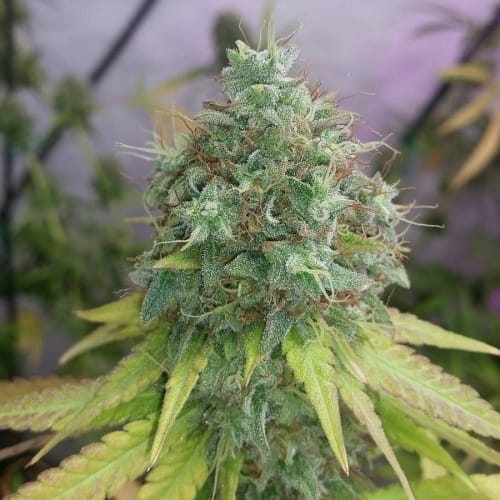 Creative – Middle of October – Citrus – G13 Haze strain – image 4 – from Barneys Farm Seeds via Seed City