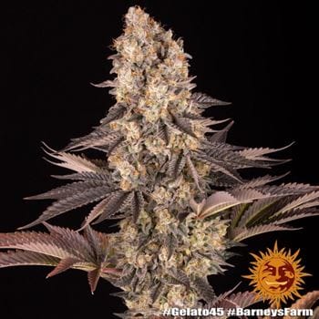 Gelato 45 cannabis seeds – Middle of October – Outdoor – Fruity – image 2 from Seed City