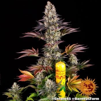 Euphoric – Mostly Indica – Guaranteed female plants – Gelato 45 strain – image 3 – from Barneys Farm Seeds via Seed City