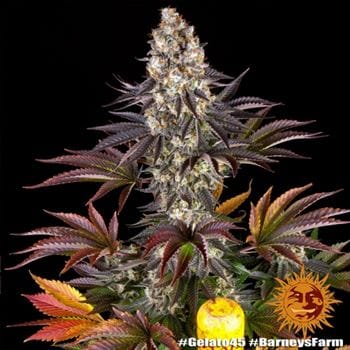 Mostly Indica – Middle of October – Euphoric – Gelato 45 strain – image 4 – from Barneys Farm Seeds via Seed City