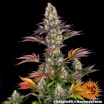 Gelato 45 by Barneys Farm Seeds – Euphoric – Middle of October – Mostly Indica – image 5 – Seed City
