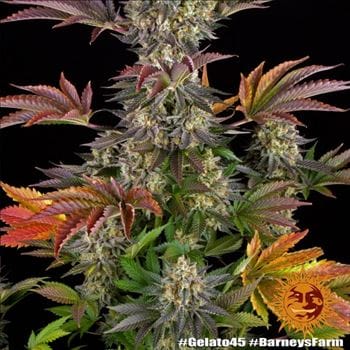 Gelato 45 by Barneys Farm Seeds – Guaranteed female plants – Outdoor – Mostly Indica – image 6 – Seed City