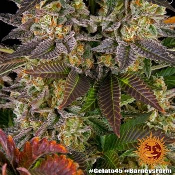 Gelato 45 by Barneys Farm Seeds – 12/12 Photoperiod – Guaranteed female plants – Fruity – image 7 – Seed City