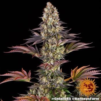 Image 8 of Gelato 45 cannabis by Barneys Farm Seeds – Guaranteed female plants – Mostly Indica – Fruity – Seed City