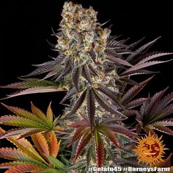 Gelato 45 from Barneys Farm Seeds