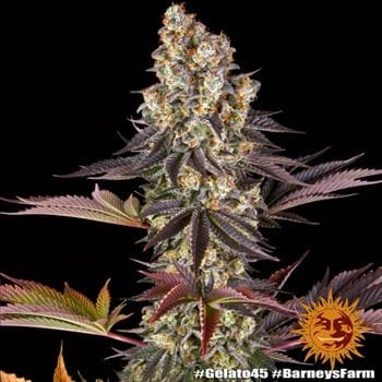 showing 12/12 Photoperiod – Outdoor – Mostly Indica – image 10 – Seed City