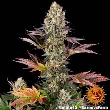 Image 12 of Gelato 45 cannabis by Barneys Farm Seeds – Euphoric – Outdoor – Guaranteed female plants – Seed City