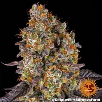 showing Outdoor – Euphoric – Mostly Indica – image 13 – Seed City