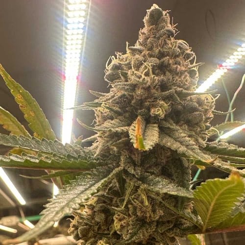 Pink Zheez cannabis seeds – 12/12 Photoperiod – Mostly Indica – Guaranteed female plants – image 3 from Seed City