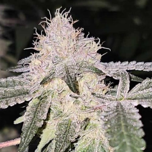 Pink Zheez by Conscious Genetics – Indoor-friendly – Guaranteed female plants – 12/12 Photoperiod – image 4 – Seed City