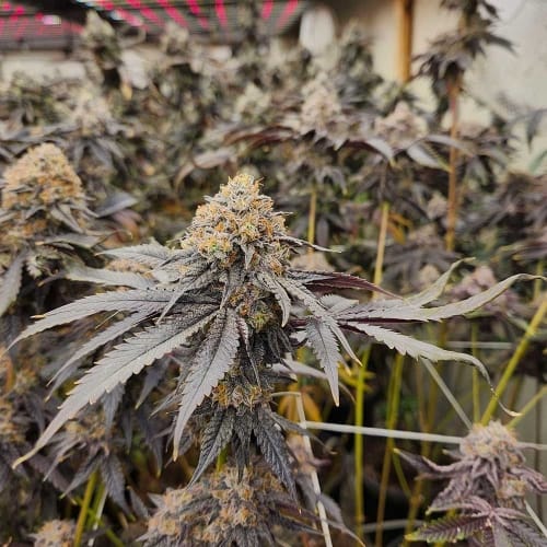 Pink Payton cannabis seeds – Dairy – 50% Indica/50% Sativa – Suited for indoor growing – image 2 from Seed City