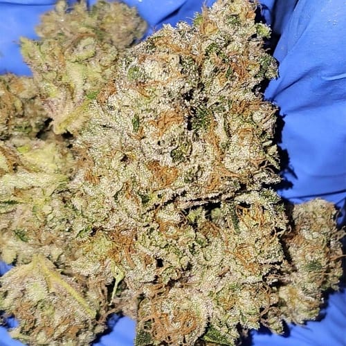 Pink Payton from Karma Genetics