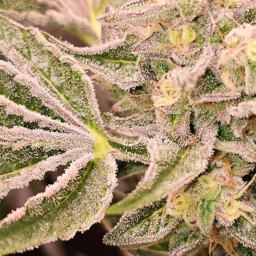 showing Dairy – 12/12 Photoperiod – Guaranteed female plants – image 3 – Seed City