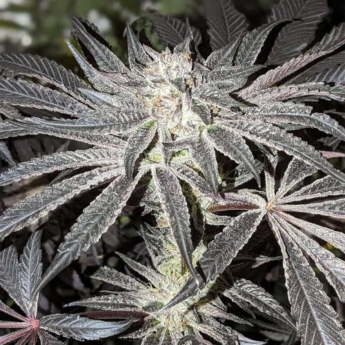 Pink Sherb cannabis seeds – 50% Indica/50% Sativa – Indoor – Guaranteed female plants – image 3 from Seed City