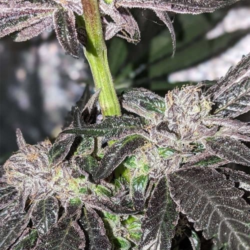 Pink Sherb cannabis seeds – 12/12 Photoperiod – 50% Indica/50% Sativa – Indoor – image 4 from Seed City