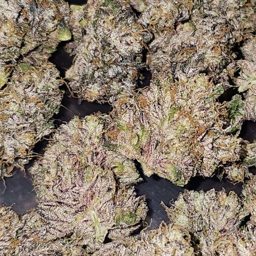 Image 5 of Pink Sherb cannabis by Karma Genetics – Guaranteed female plants – Indoor – 12/12 Photoperiod – Seed City