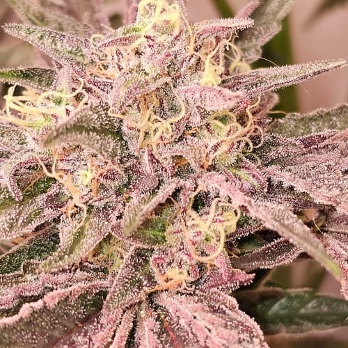 Pink Sherb by Karma Genetics – Indoor – Guaranteed female plants – 12/12 Photoperiod – image 6 – Seed City