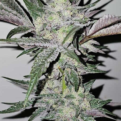 Pink Sherb by Karma Genetics – 12/12 Photoperiod – Indoor – Guaranteed female plants – image 7 – Seed City
