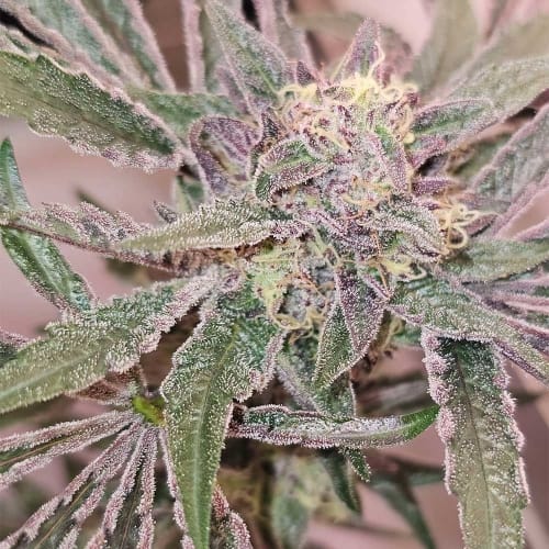 Pink Sherb from Karma Genetics
