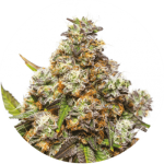 Girl Scout Gelato from Yieldmonger Seeds