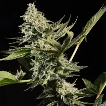 showing 12/12 Photoperiod – Beginning of October – Indica-heavy – image 1 – Seed City