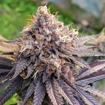 GMO Fast by Dutch Passion Seeds – Feminized – Super Strength – Greenhouse – image 2 – Seed City