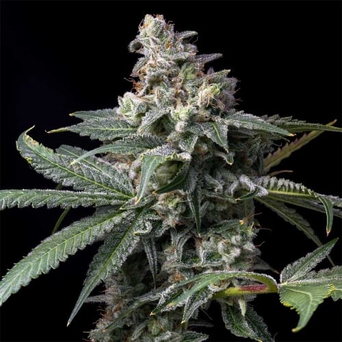 Image 2 of GMO x Hollywood cannabis by Cookies Seed Bank – Feminized – 12/12 Photoperiod – Indoor – Seed City