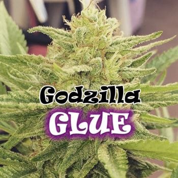Middle of September – 12/12 Photoperiod – Piney – Godzilla Glue strain – image 2 – from Dr Underground via Seed City