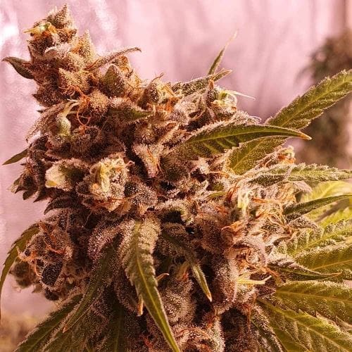 showing Feminized – Super Strength – Gassy – image 3 – Seed City