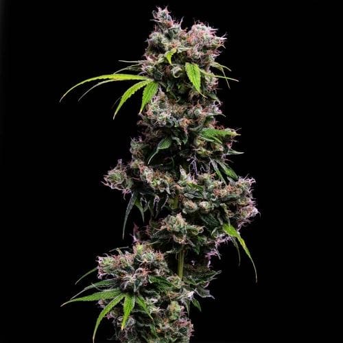 Golden Pineapple S1 by Green Bodhi Seeds – 12/12 Photoperiod – 50% Indica/50% Sativa – Uplifting – image 2 – Seed City