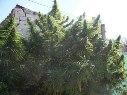 showing Sativa – Regular – Lemon – image 2 – Seed City