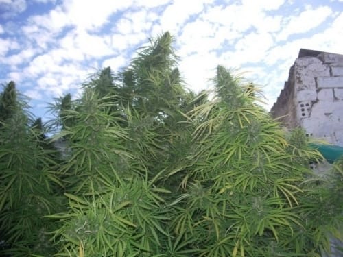 Golden Tiger by Ace Seed bank – Resistant to Pests – Psychedelic – 12/12 Photoperiod – image 3 – Seed City