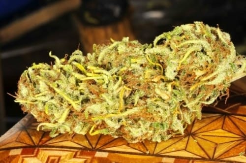 Golden Tiger from Ace Seed bank