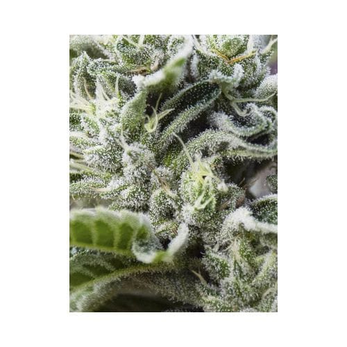 Gorilla Candy from Eva Seeds