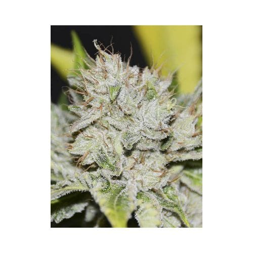 showing Guaranteed female plants – Spicy – Indoor-friendly – image 2 – Seed City