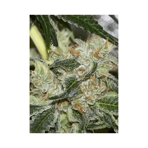 Gorilla Candy cannabis seeds – Indoor-friendly – Guaranteed female plants – 12/12 Photoperiod – image 3 from Seed City
