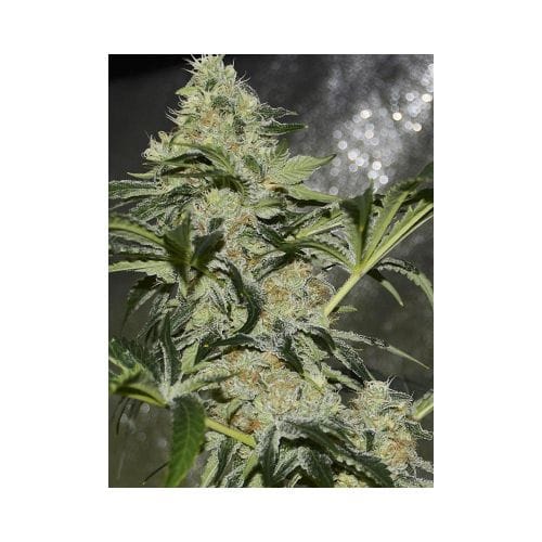 Spicy – Beginning of October – Large yield – Gorilla Candy strain – image 5 – from Eva Seeds via Seed City
