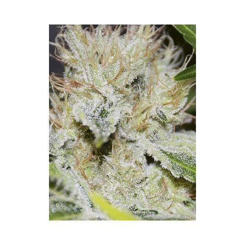 Gorilla Candy from Eva Seeds