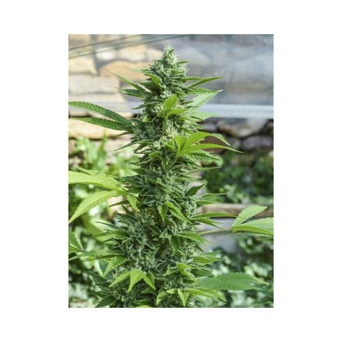 showing Spicy – Guaranteed female plants – Indica Dominant – image 6 – Seed City